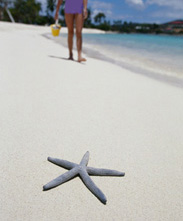 Starfish on a beach